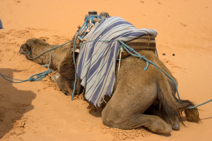 Sahara in cammello